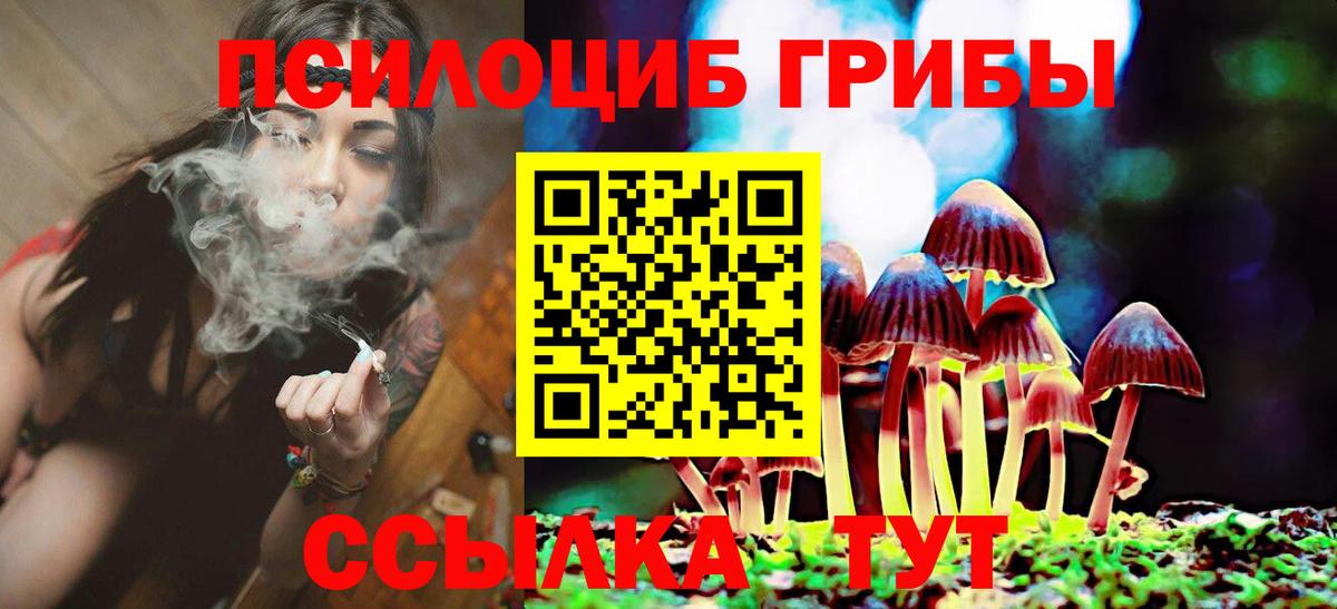 Псилоцибиновые грибы Psilocybe Новомосковск